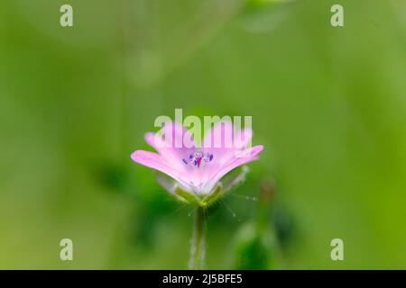 Die blühende Pflanze Geranium molle mit dunkelrosa Blüten aus nächster Nähe wächst an einem sonnigen Frühlingstag auf der Wiese. Stockfoto