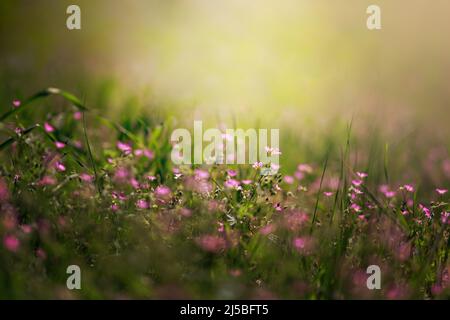 Die blühende Pflanze Geranium molle mit dunkelrosa Blüten aus nächster Nähe wächst an einem sonnigen Frühlingstag auf der Wiese Stockfoto