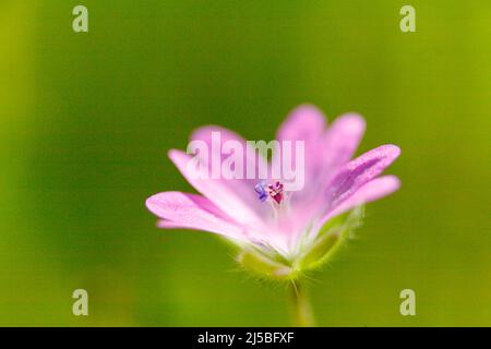 Die blühende Pflanze Geranium molle mit dunkelrosa Blüten aus nächster Nähe wächst an einem sonnigen Frühlingstag auf der Wiese Stockfoto