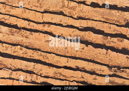 Fragment einer Korkholzstruktur auf Makro. Stockfoto