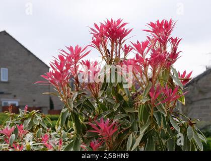 Pieris Japonica mit leuchtend roten und bunten grünen Blättern im ländlichen Garten im späten Frühjahr Stockfoto