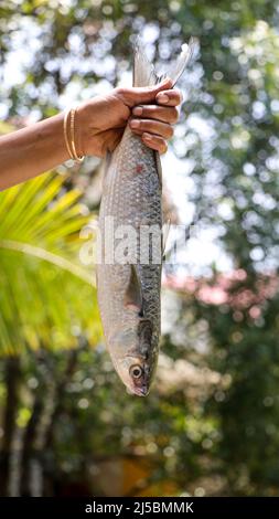 Ein frisch gefangener, großer roher Fisch, der am hellen Morgen am Schwanz an einer Hand mit Armreifen auf dem Markt zum Verkauf gehalten wird Stockfoto