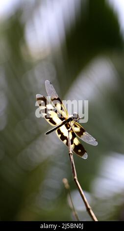 Vergrößert in vertikaler Aufnahme einer Tiger-Libelle mit gelb gebänderten Flügeln, die auf einem Ast im Garten stehen Stockfoto