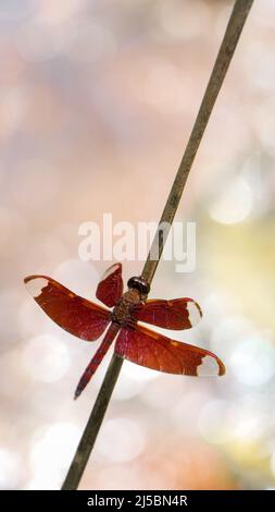 Nahaufnahme-Makro schoss eine wunderschöne rote Libelle, die an einem Sommermorgen auf einem Stock im Garten saß Stockfoto