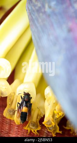 Nahaufnahme einer gebänderten Hornisse, die im Sommer Honignektar aus der gelben Blume einer Bananenpflanze trinken Stockfoto