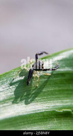 Makrofotografie eines schwarzen Skorpions imitiert Spinne auf dem Rand eines grünen Blattes stehen Stockfoto