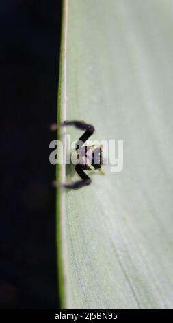 Makrofotografie einer schwarzen Skorpion-imitiert springende Spinne, die auf dem Rand eines Blattes steht und die Kamera anschaut Stockfoto