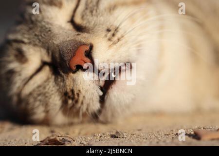 Nahaufnahme der Nase einer schlafenden Katze im Tiefschlaf, indien Stockfoto