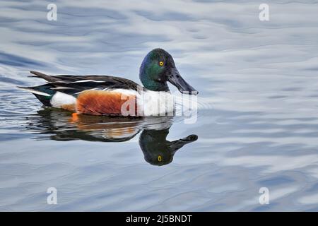 Nördliches Schaufelmännchen Stockfoto