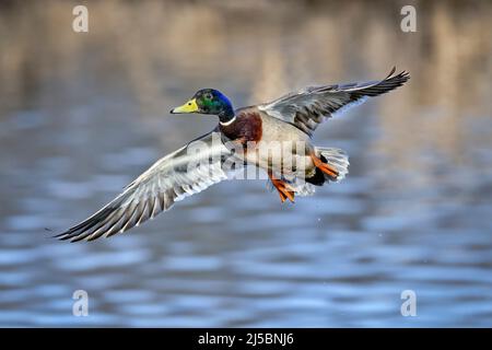 Stockente im Flug Stockfoto