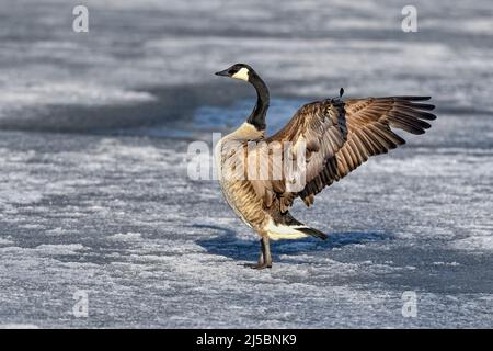 Kanadas Gans, die Flügel auf Eis biegen Stockfoto