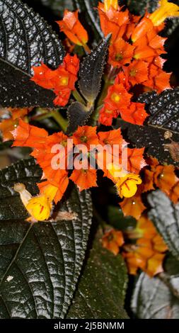 Nahaufnahme von hellen, mehrfarbigen Blüten einer Alloplectus-Pflanze, die in der Nacht mit Blitz aufgenommen wurde Stockfoto