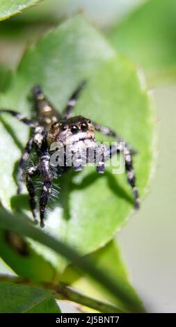 Makrofotografie einer haarig springenden Spinne mit großen schwarzen Augen, die auf einem grünen Blatt im Sommergarten stehen Stockfoto