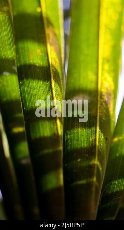 Nahaufnahme der grünen, gesunden Blätter des Kokosnussbaums im Sommer Stockfoto