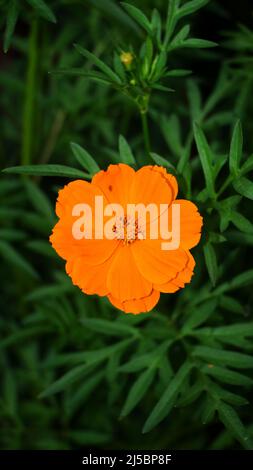 Vertikale Aufnahme einer orangefarbenen Schwefelkosmos-Blume der Sonnenblumenfamilie, isoliert auf einem grünen, grünen Hintergrund Stockfoto