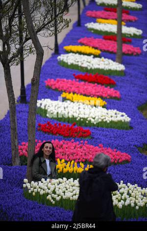 Istanbul, Türkei. 21. April 2022. Eine Frau posiert mit Tulpen im Emirgan Park in Istanbul, Türkei, 21. April 2022. Quelle: Shadati/Xinhua/Alamy Live News Stockfoto