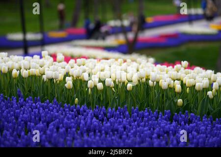 Istanbul, Türkei. 21. April 2022. Tulpen sind im Emirgan Park in Istanbul, Türkei, am 21. April 2022 abgebildet. Quelle: Shadati/Xinhua/Alamy Live News Stockfoto