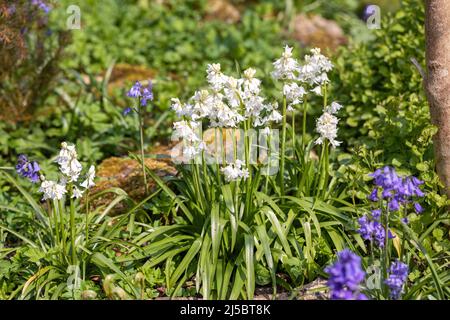 Nahaufnahme eines Blütenklumpen weißer Bluebells, die im Frühjahr in einem Wald in Wiltshire, England, blühen Stockfoto