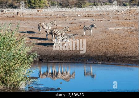 Eine Gruppe von Burchell's Zebra Gefilde - Equus quagga burchelli -, zusammen mit einer Gruppe von Impalas - Aepyceros melampus - in der Nähe einer Wasserstelle auf den Ebenen der Etosha Nationalpark, Namibia. Stockfoto