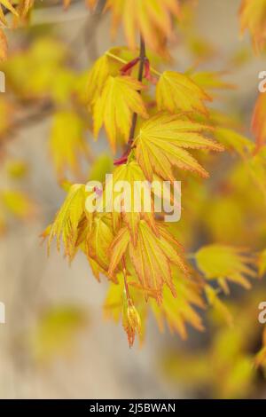 Nahaufnahme der Blätter von Acer palmatum Orange Dream im Frühjahr, Großbritannien Stockfoto