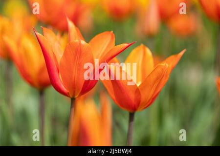 Nahaufnahme der leuchtend orangefarbenen Tulpe/Tulipa Ballerina, die in einem englischen Frühlingsgarten, England, Großbritannien, blüht Stockfoto