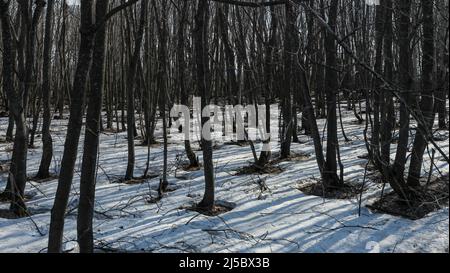 Landschaft im Wald im Frühjahr mit Blick auf den geschmolzenen Schnee und Baumstämme Stockfoto