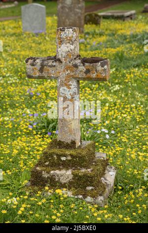 Alter verwitterter Kreuzgrabstein unter dem gelben, frühlingsblühenden, kleineren Celandin. Der Kirchhof der Holy Cross Church in Seend, Wiltshire, England, Großbritannien Stockfoto