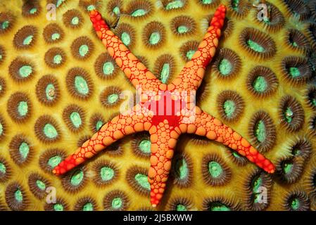 Halskette Sea Star (Fromia monilis) auf einer Sternkoralle (Favia sp.), Malediven, Indischer Ozean, Asien Stockfoto