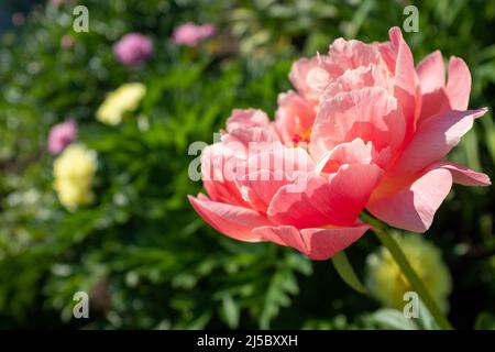 Eine einzelne rosa Pfingstrose auf verschwommenem Gartenhintergrund am sonnigen Tag, Seitenansicht. Herzlichen Glückwunsch zum Urlaub. Blütenknospe. Pfingstrose für Poster Stockfoto