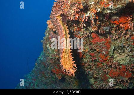 Seegurke (Thelenota Ananas), in einem Korallenriff, Nord-Male-Atoll, Malediven, Indischer Ozean, Asien Stockfoto