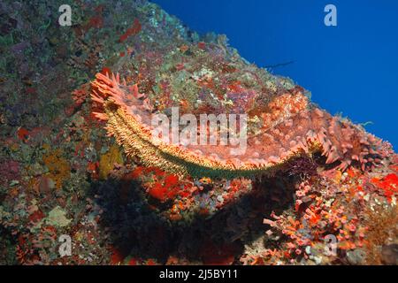 Seegurke (Thelenota Ananas), in einem Korallenriff, Nord-Male-Atoll, Malediven, Indischer Ozean, Asien Stockfoto