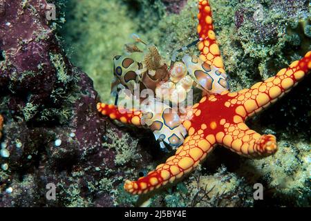 Harlequin-Garnelen (Hymenocera pitta) ernähren sich von einem Perlenseastar oder einem Collier Sea Star (Fromia monilis), Malediven, Indischem Ozean, Asien Stockfoto
