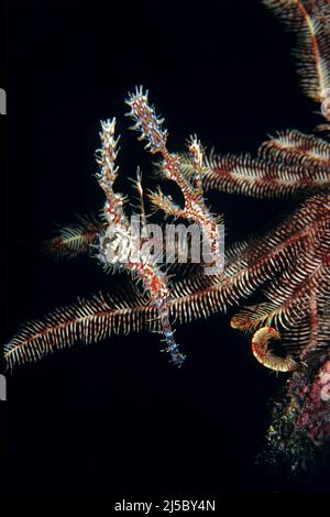Verzierte Geisterpfeifenfische (Solenostomus paradoxus) auf einem Federstern, Malediven, Indischer Ozean, Asien Stockfoto
