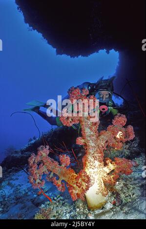 Taucher sieht eine riesige weiche Koralle, Red Caulilfower (Dendronephthya klunzingeri), Ari Atoll, Malediven, Indischer Ozean, Asien Stockfoto