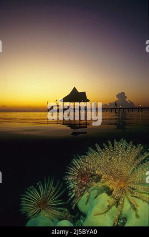 Geteiltes Bild, Sonnenuntergang auf einer maledivischen Insel, Federstern (Dichrometra flagellata), offen im Korallenriff, Ari-Atoll, Malediven, Indischer Ozean, Asien Stockfoto