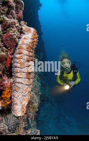 Taucher entdecken an einem Korallenriff eine Graeffes Seegurke (Pearsonothuria graeffei Synonym Bohadschia graeffei), Nord-Male Atoll, Malediven Stockfoto