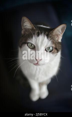 Die Katze schaut neugierig auf die Kamera. High-Angle-Ansicht mit selektivem Fokus. Stockfoto