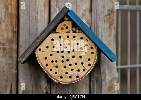 Ein Insektenhotel (Bienenhotel) aus gebohrtem Holz Stockfoto