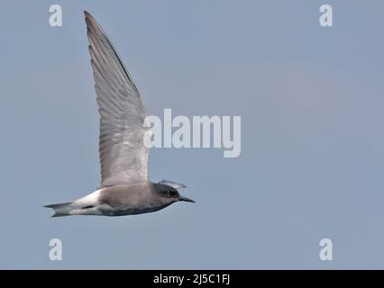 Erwachsene Schwarze Seeschwalbe (Chlidonias niger) fliegt am blauen Himmel mit angehobenen Flügeln Stockfoto