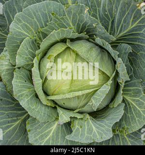 Kohl wächst im Garten aus der Nähe Stockfoto