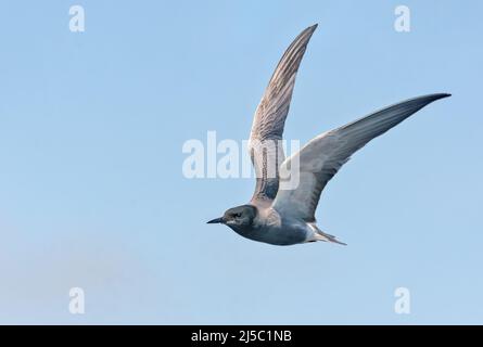Erwachsene Schwarze Seeschwalbe (Chlidonias niger), die am blauen Himmel mit angehobenen Flügeln fliegt Stockfoto