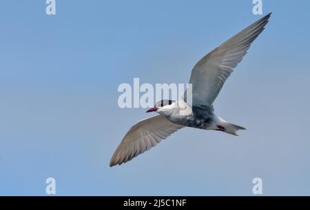 Die Schnurrseeschwalbe (Chlidonias hybrida) schwebt über dem Flussbett auf der Suche nach Futter mit weit ausgebreiteten Flügeln Stockfoto