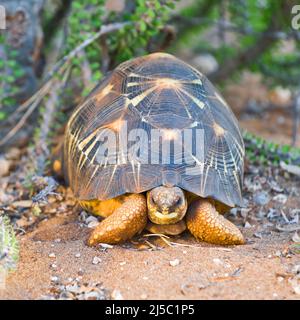 Abgestrahlte Schildkröte (Astrochelys Radiata), Berenty Naturreservat, Madagaskar Stockfoto