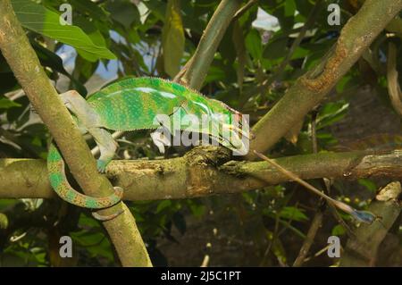 Panther Chameleon (Furcifer pardalis) fängt ein Insekt, Madagaskar Stockfoto