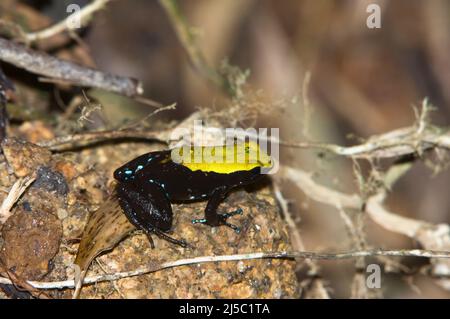 Klettern Mantella (Mantella laevigata), endemisch, Madagaskar Stockfoto