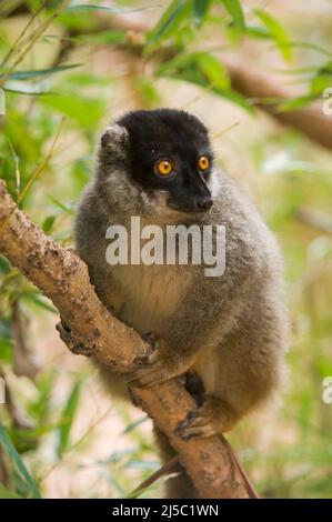 Brauner Lemur (Eulemur fulvus), nahe Threatened, IUCN Stockfoto