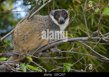 Mungo Lemur (Eulemur mongoz), verwundbar, IUCN 2008, Madagaskar Stockfoto