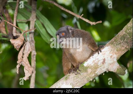 Weißer Brauner Lemur auch bekannt als weißköpfiger Lemur oder Weißstirn-Lemur (Eulemur albifrons) weiblich, Madagaskar Stockfoto