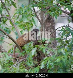 Weißer Brauner Lemur auch bekannt als weißköpfiger Lemur oder Weißstirn-Lemur (Eulemur albifrons) weiblich, Madagaskar Stockfoto