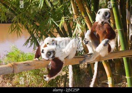 Paar Coquerels Sifakas mit einem Kleinkind (Propithecus coquereli), endemisch, Madagaskar Stockfoto